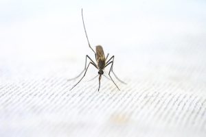 Proteggersi dalle zanzare i migliori metodi per evitare le punture
